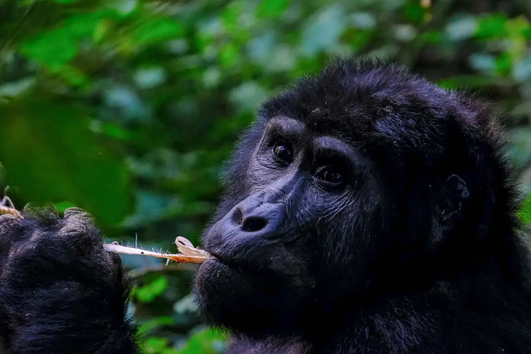 Gorilla Trekking in Rwanda